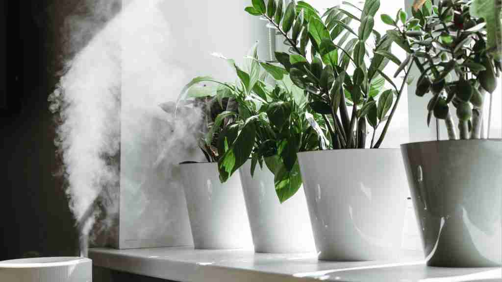 What Is The Best Humidifier For Plants? The Top 10 List. 3 Best Humidifier For Plants