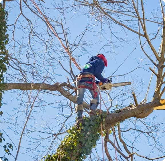 Tree Removal Service in Dover, MA
