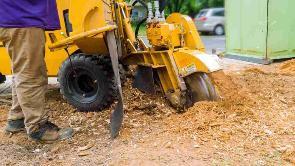 How Much Does It Cost For Tree Stump Removal?