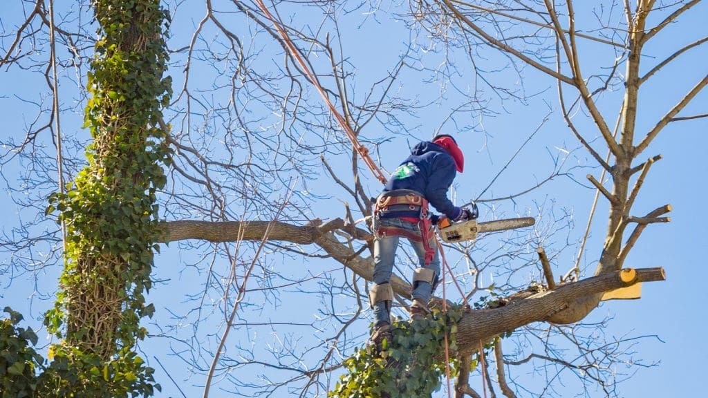 How To Negotiate Tree Removal Costs