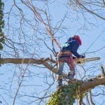 How to Negotiate Tree Removal Costs