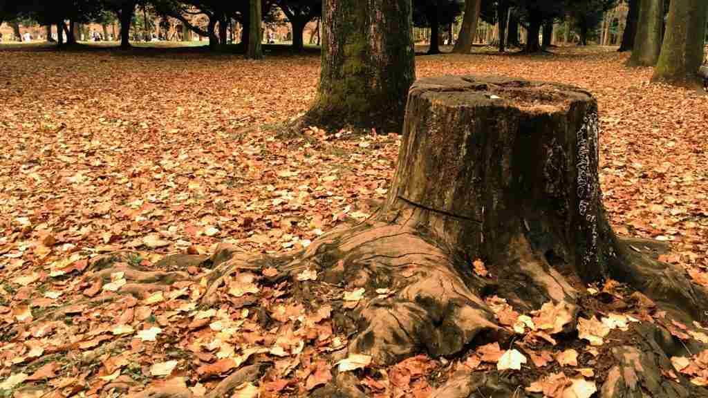 How Much Does It Cost For Tree Stump Removal? The 4 Variables Explained. 2 How Much Does It Cost For Tree Stump Removal?