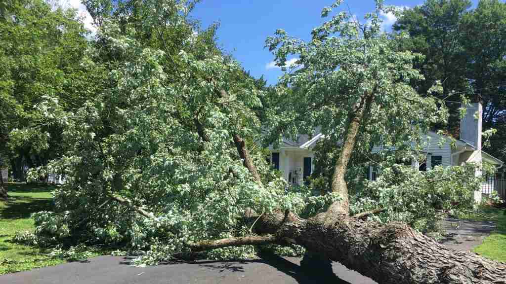 Who Is Responsible for Fallen Tree Removal? See The Answers To Each Scenario. Burb Hero