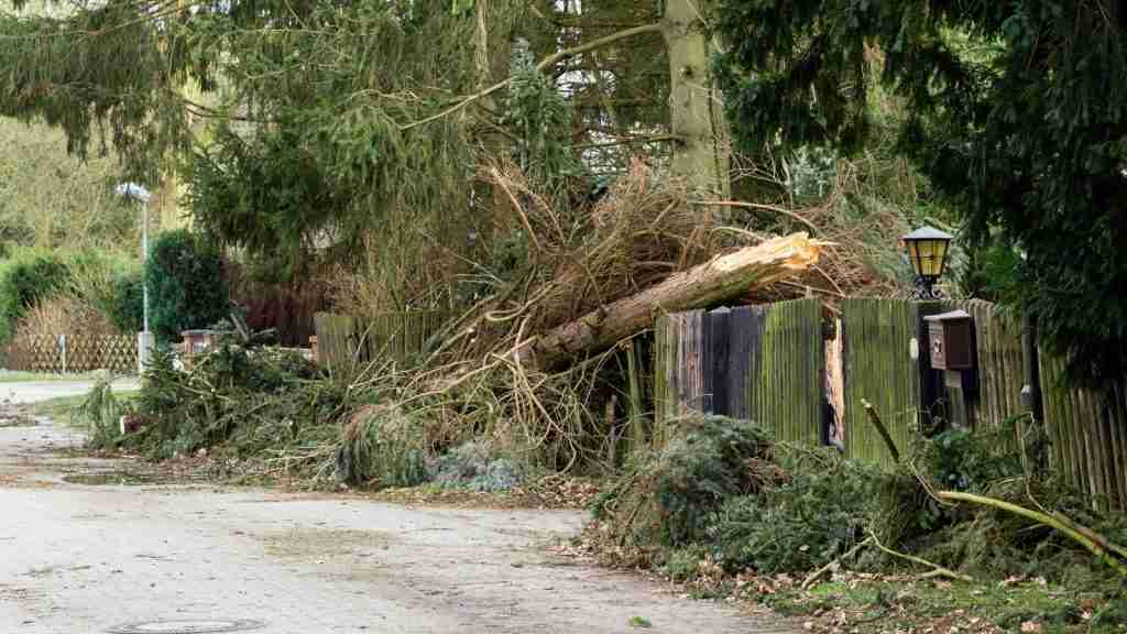 Who Is Responsible For Fallen Tree Blocking A Public Road Or Sidewalk?